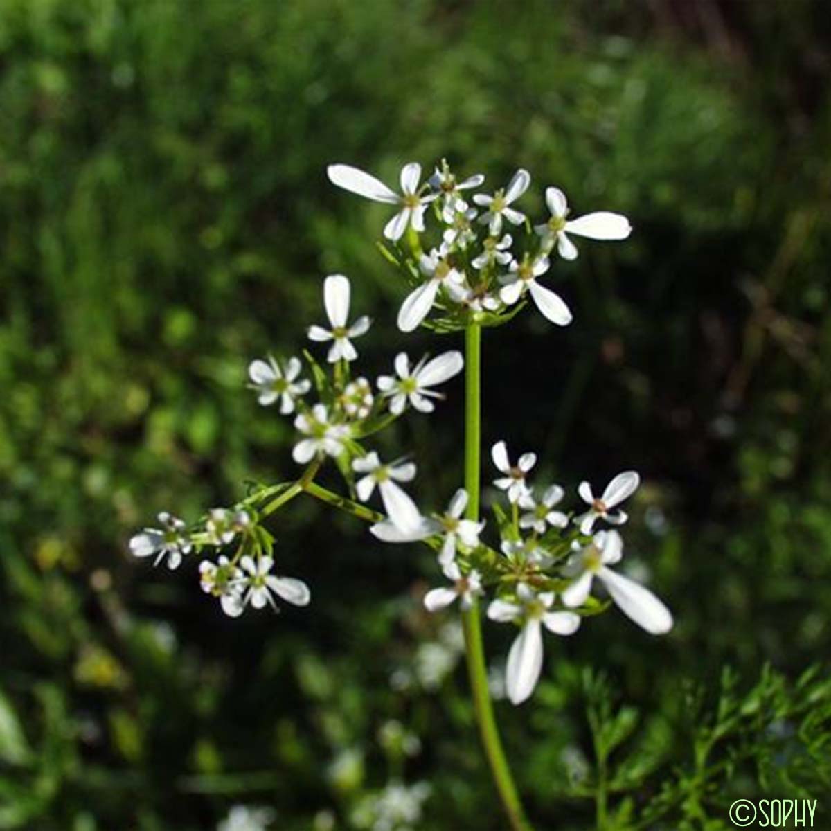 Scandix d'Espagne - Scandix pecten-veneris subsp. hispanica