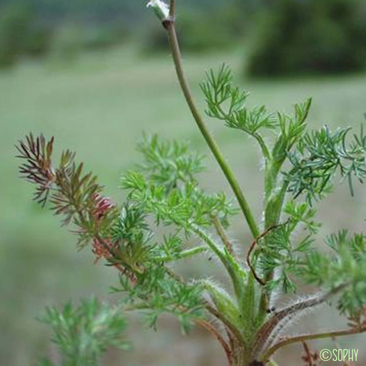Scandix du Midi - Scandix australis subsp. australis