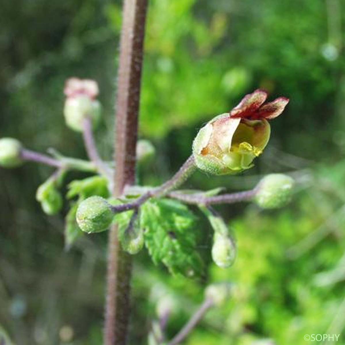 Scrofulaire à feuilles de Germandrée - Scrophularia scorodonia