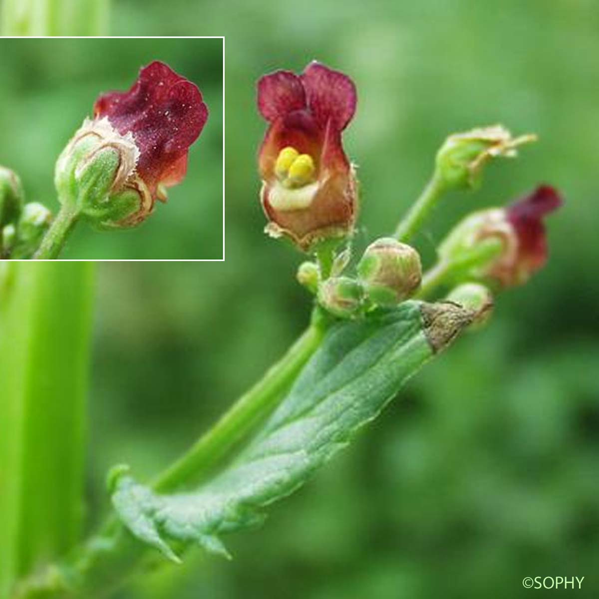 Scrofulaire à oreillettes - Scrophularia auriculata subsp. auriculata