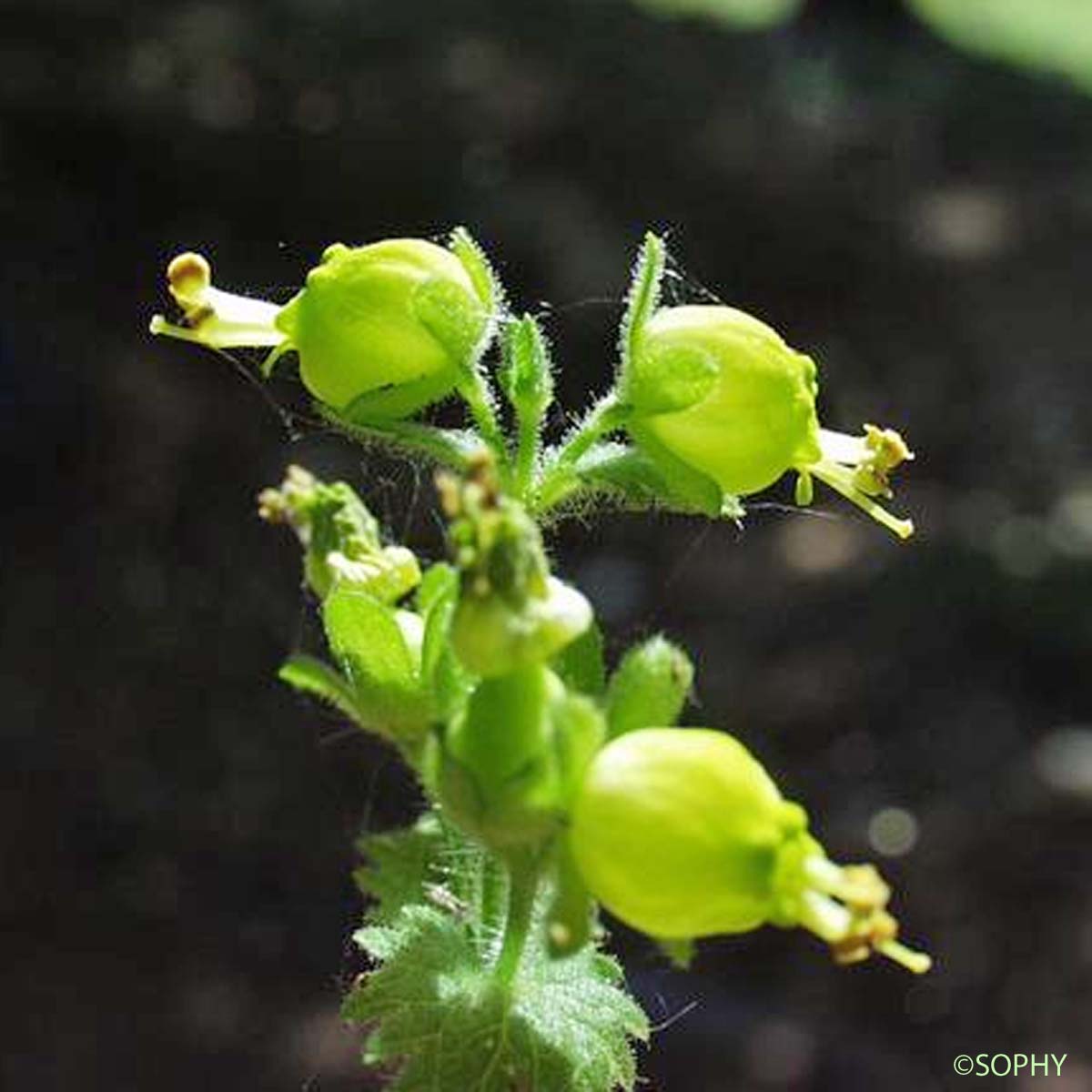 Scrofulaire de printemps - Scrophularia vernalis