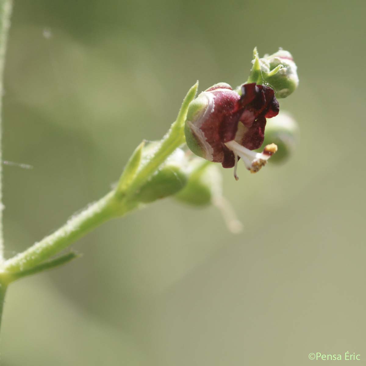 Scrofulaire luisante - Scrophularia provincialis