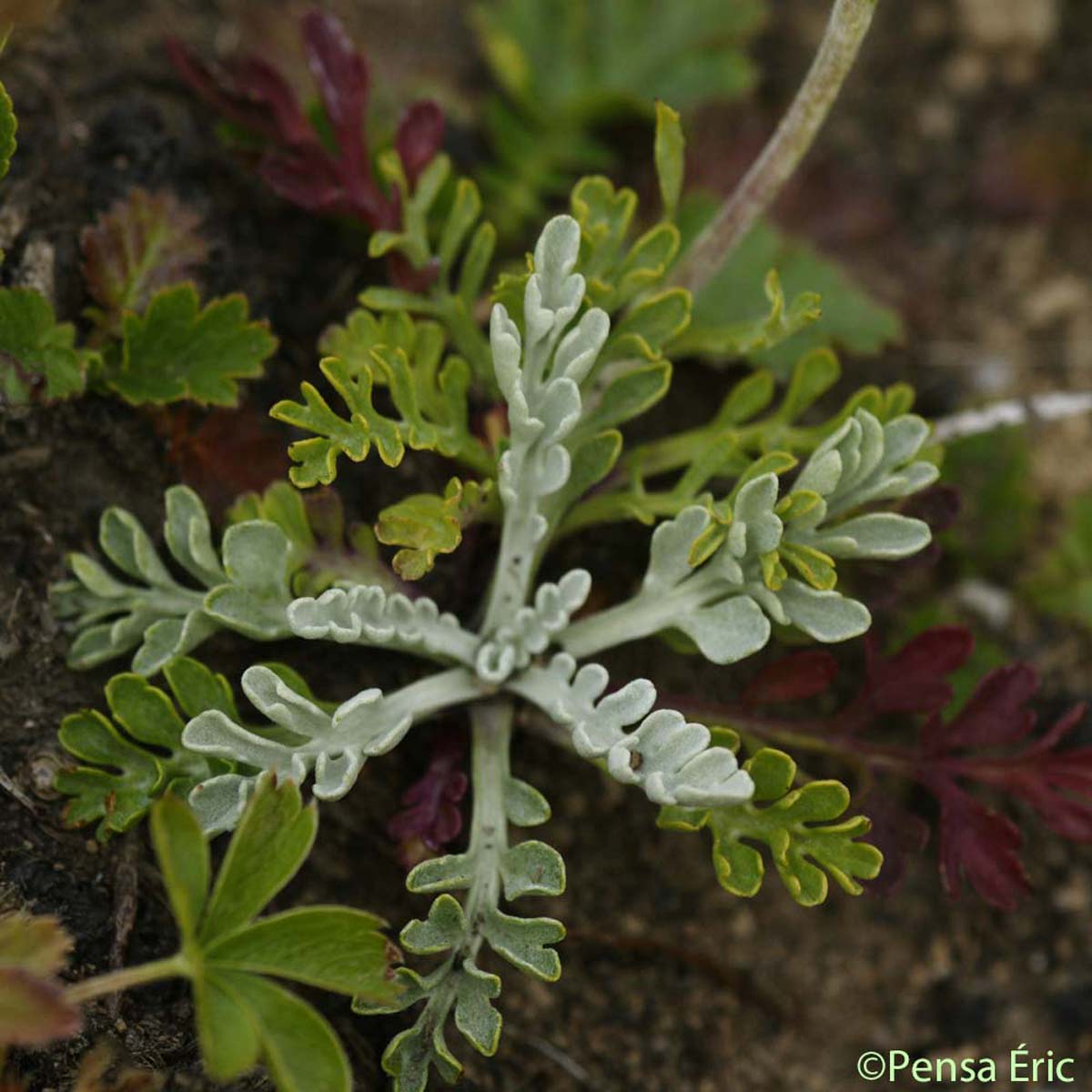 Séneçon blanchâtre - Jacobaea incana subsp. incana
