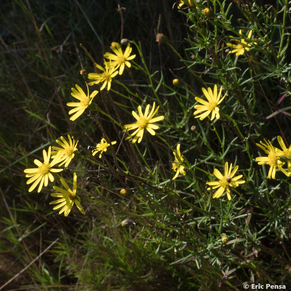 Le S ne on Sud africain Senecio Inaequidens Quelle est cette fleur