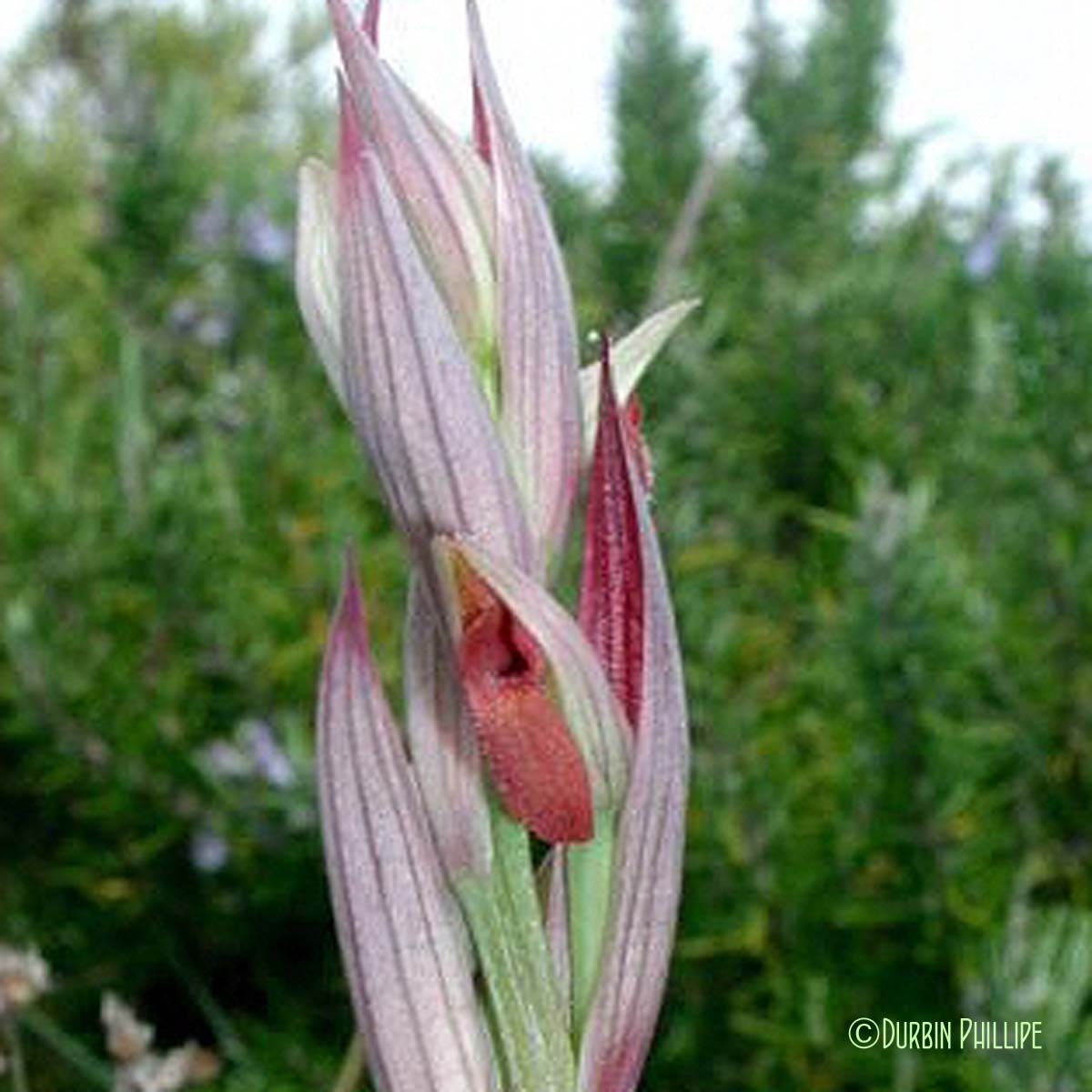 Sérapias à petites fleurs - Serapias parviflora