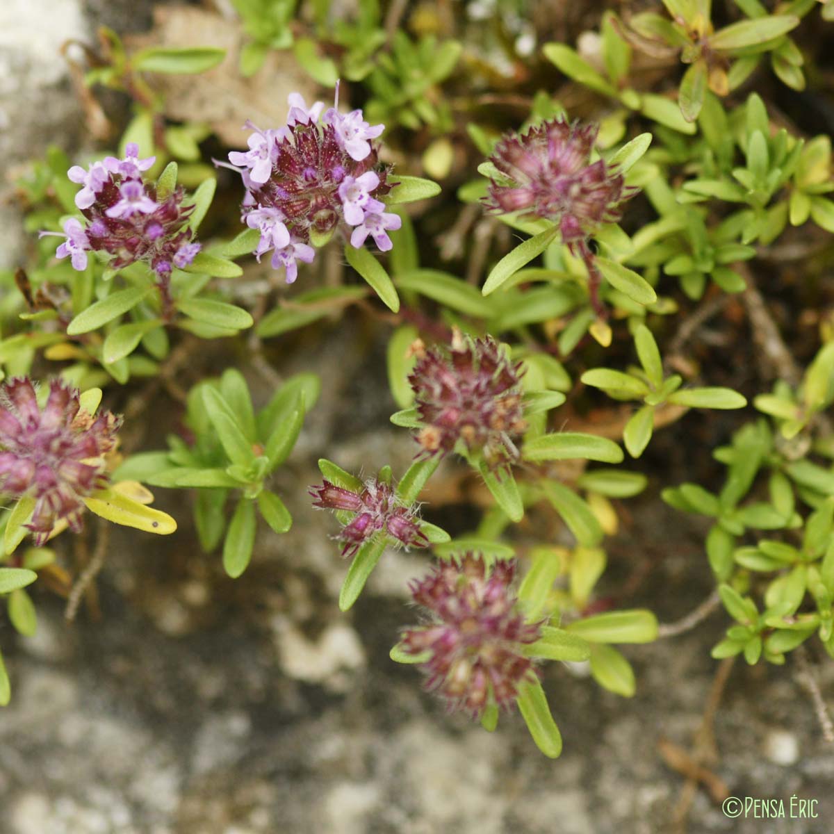 Serpolet - Thymus serpyllum subsp. serpyllum