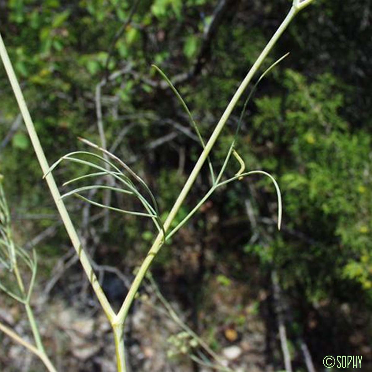 Séséli à feuilles longues - Seseli longifolium subsp. longifolium