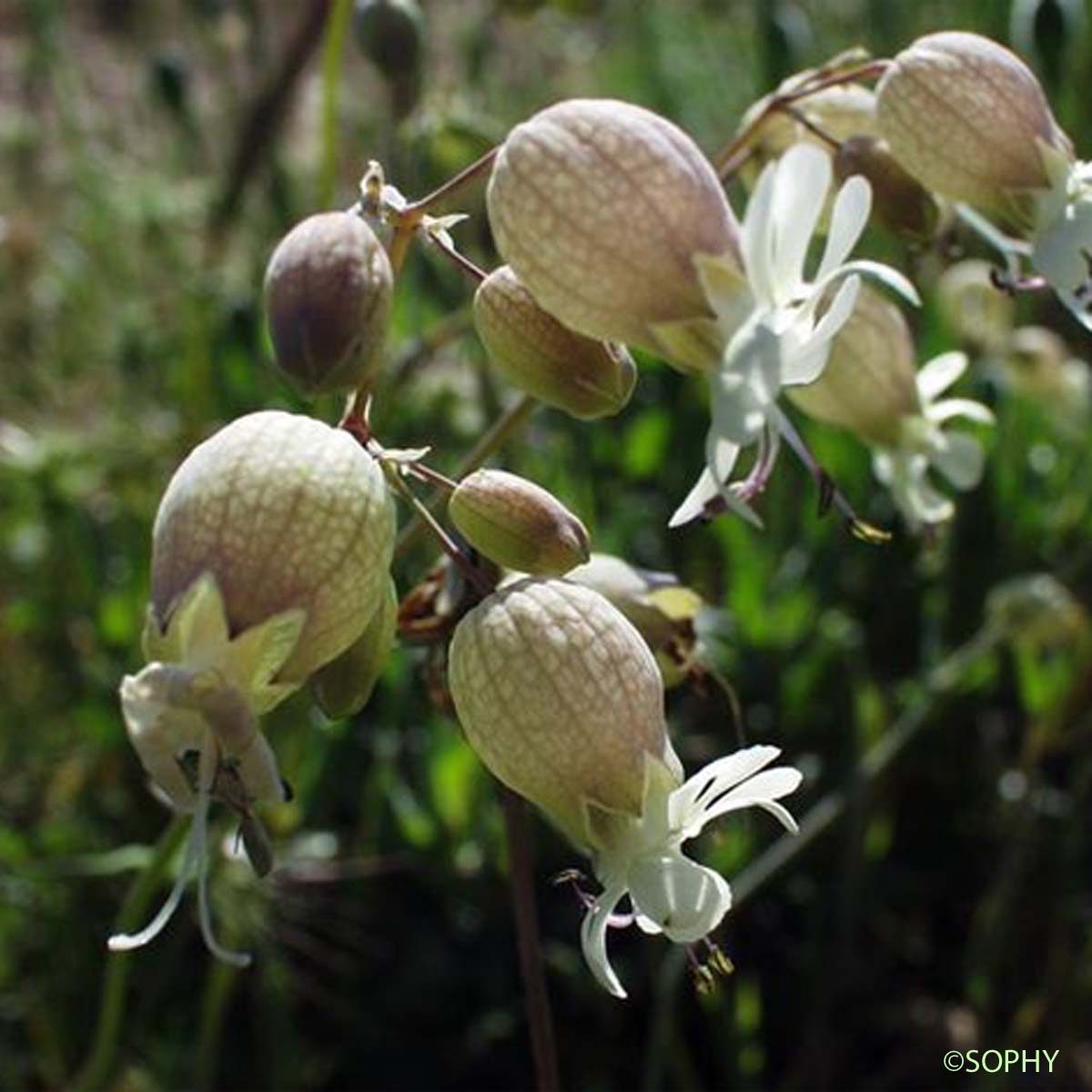 Silène commun - Silene vulgaris subsp. vulgaris
