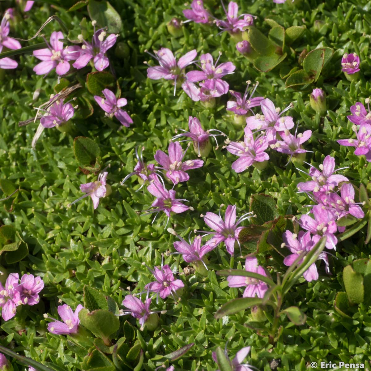 Silène fausse Mousse - Silene acaulis subsp. bryoides