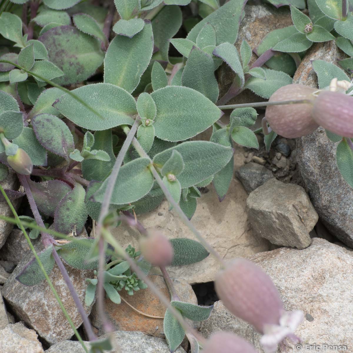 Silène couché - Silene vulgaris subsp. prostrata
