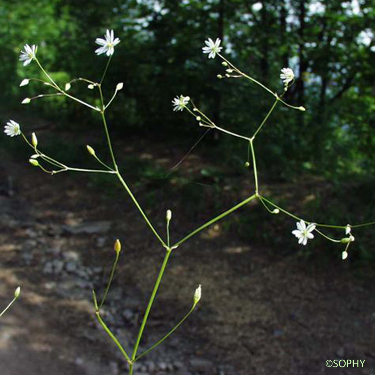 Stellaire à feuilles de graminée - Stellaria graminea