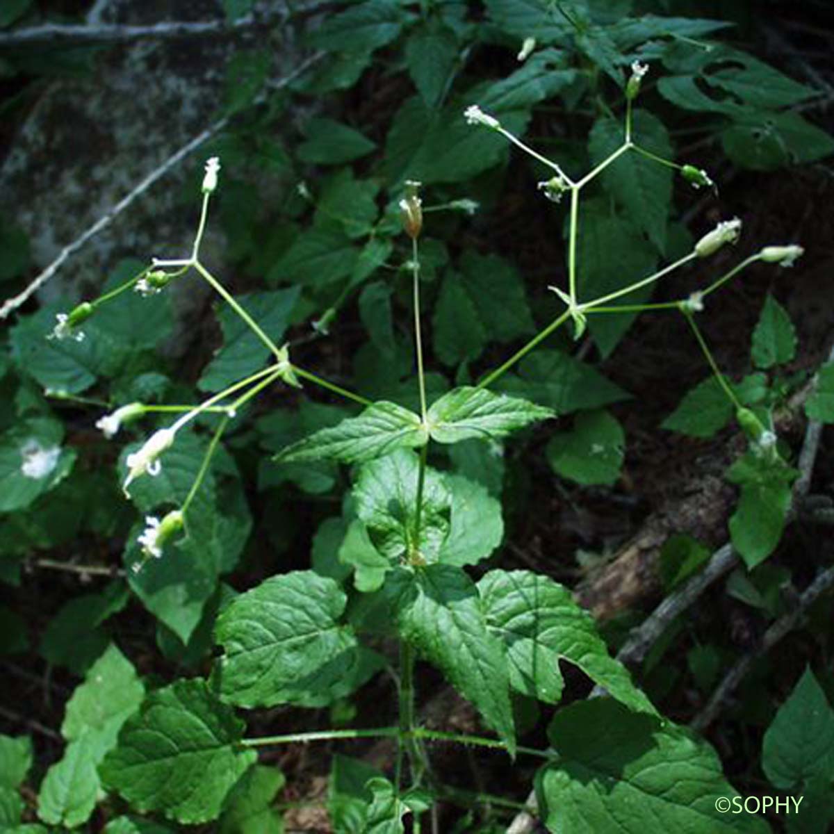 Stellaire à graines barbues - Stellaria nemorum subsp. montana