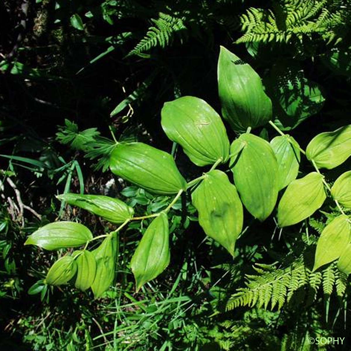 Streptope à feuilles embrassantes - Streptopus amplexifolius