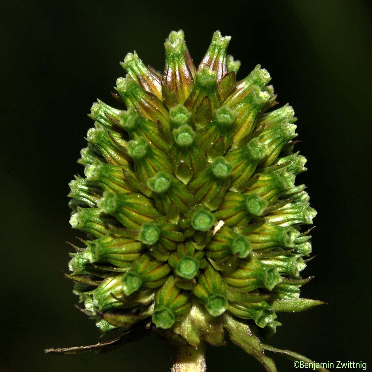 Succise penchée - Succisella inflexa