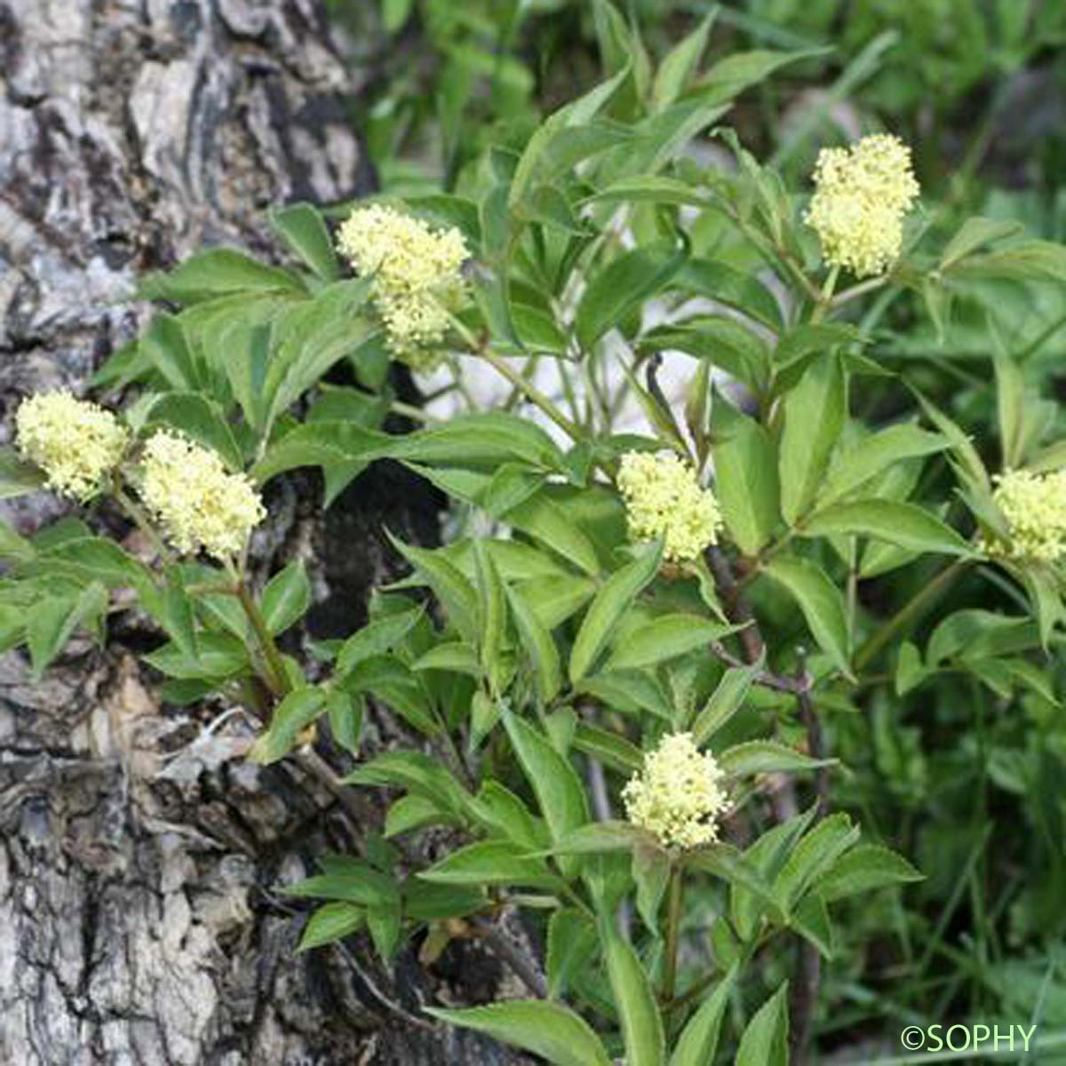 Sureau à grappes - Sambucus racemosa subsp. racemosa