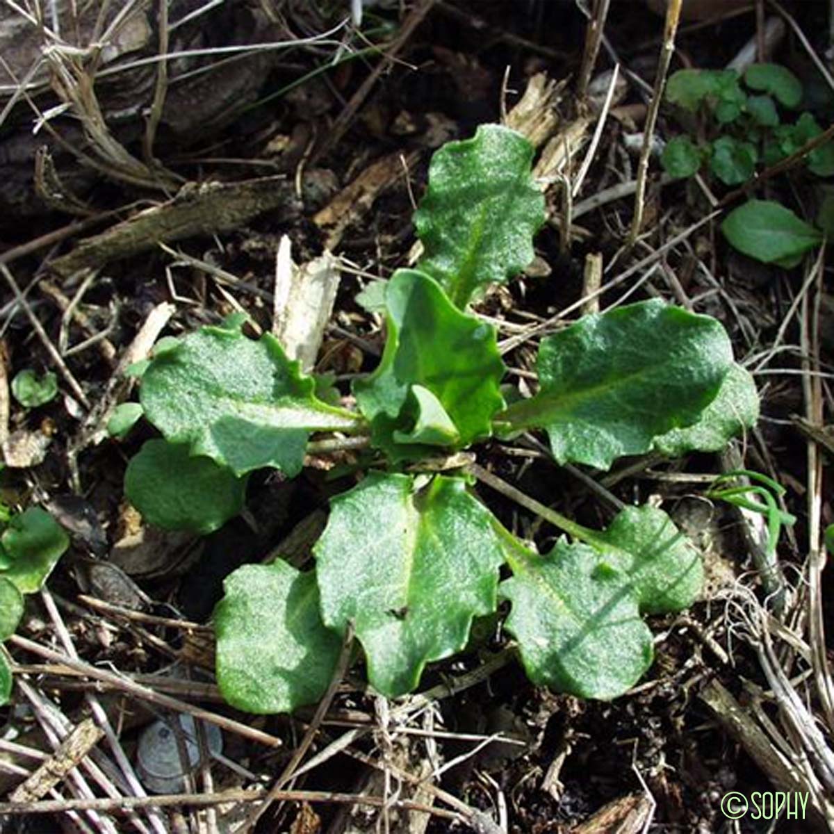 Tabouret perfolié - Microthlaspi perfoliatum