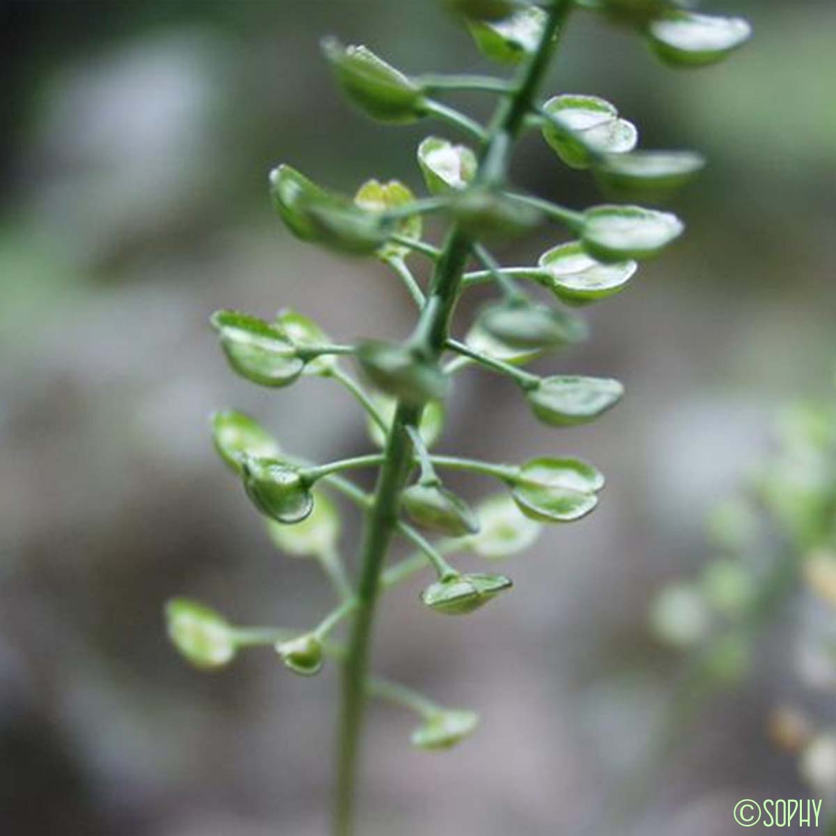 Téesdalie Corne-de-cerf - Teesdalia coronopifolia