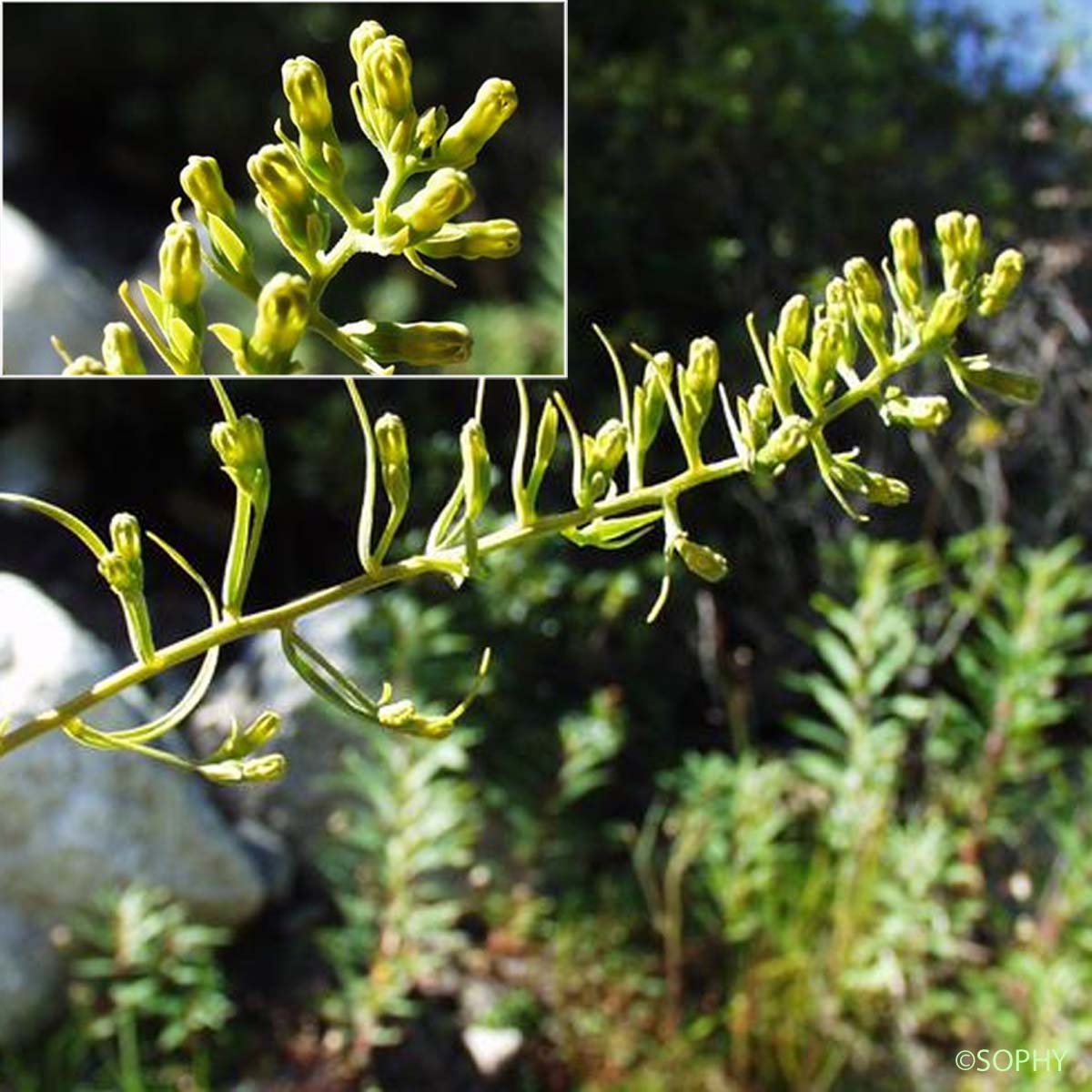 Thésium des Alpes - Thesium alpinum var. alpinum
