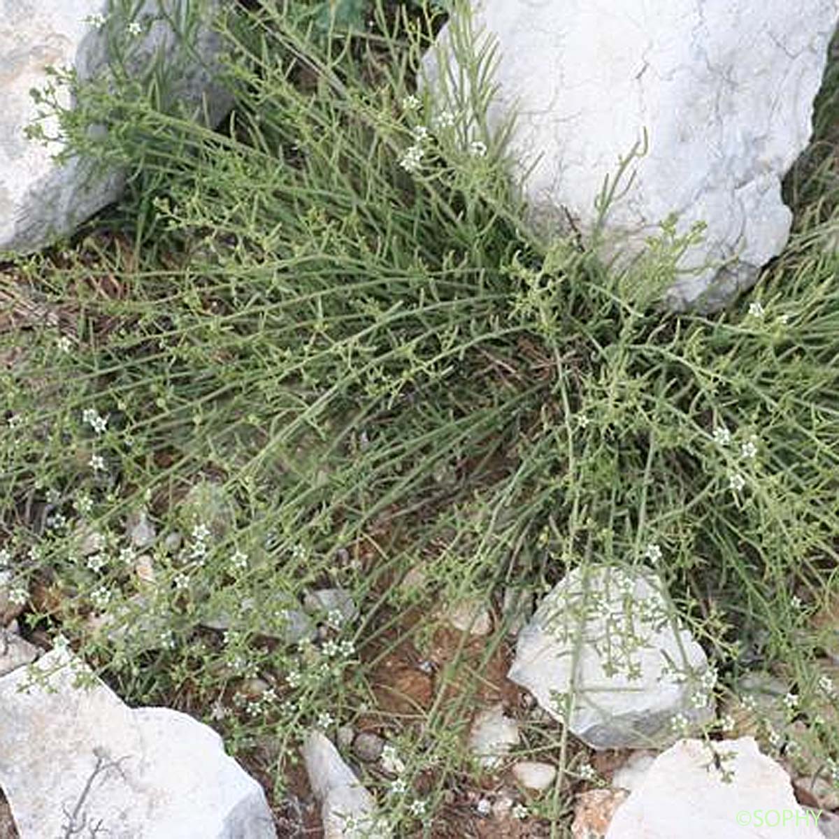 Thésium divariqué - Thesium humifusum subsp. divaricatum