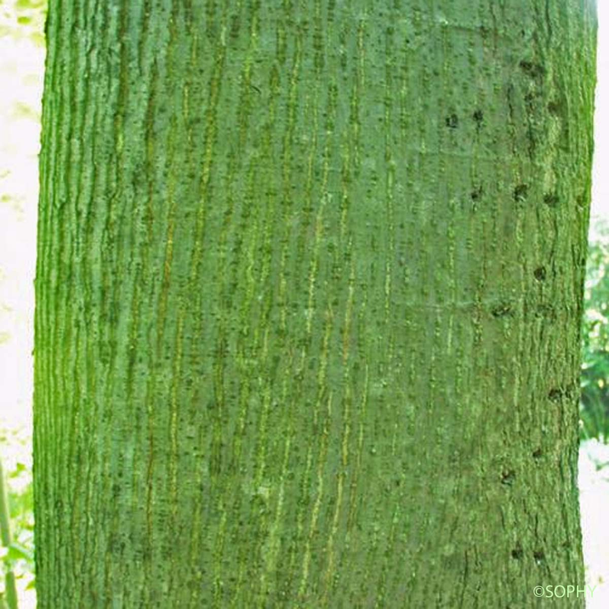 Tilleul à feuilles en coeur - Tilia cordata