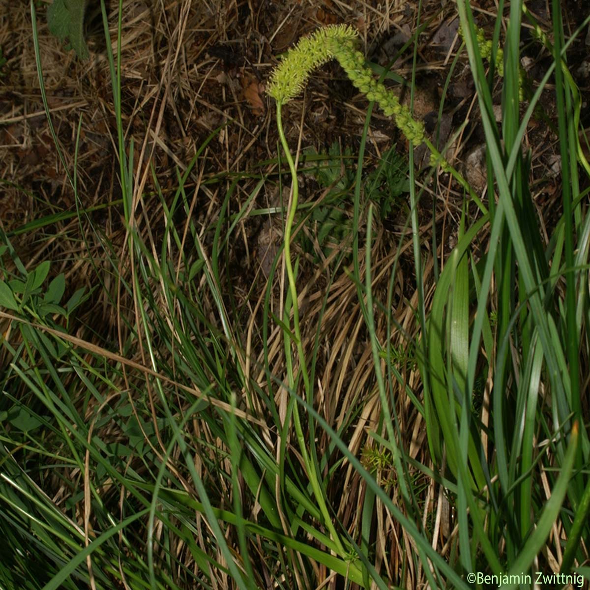 Tofieldie à calicule - Tofieldia calyculata