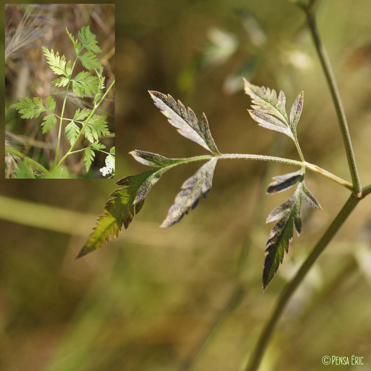 Torilis des champs - Torilis arvensis subsp. arvensis