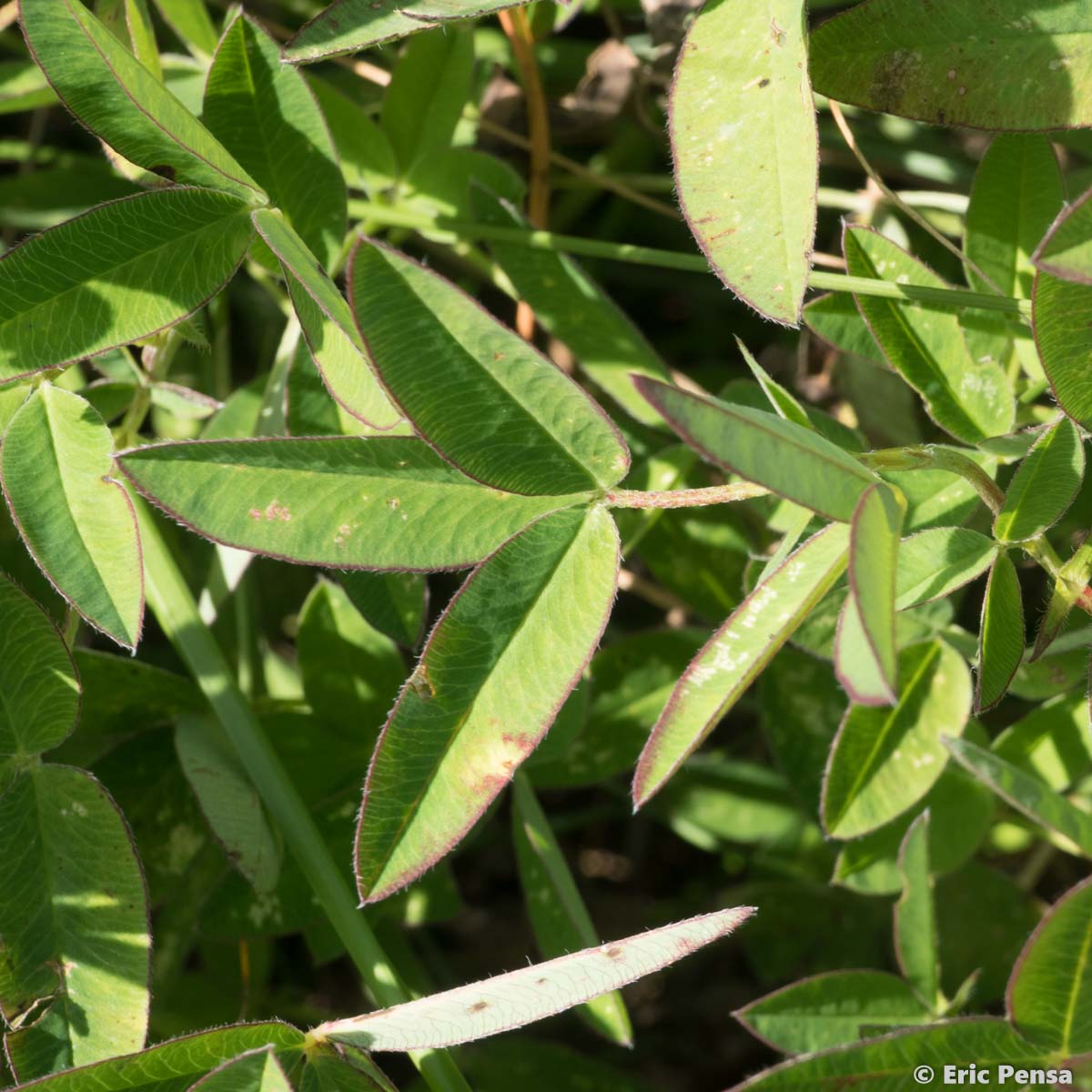 Trèfle alpestre - Trifolium alpestre