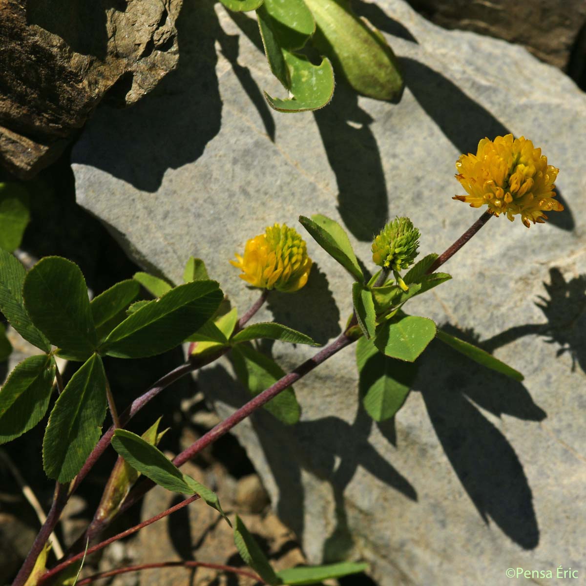 Trèfle bai - Trifolium badium