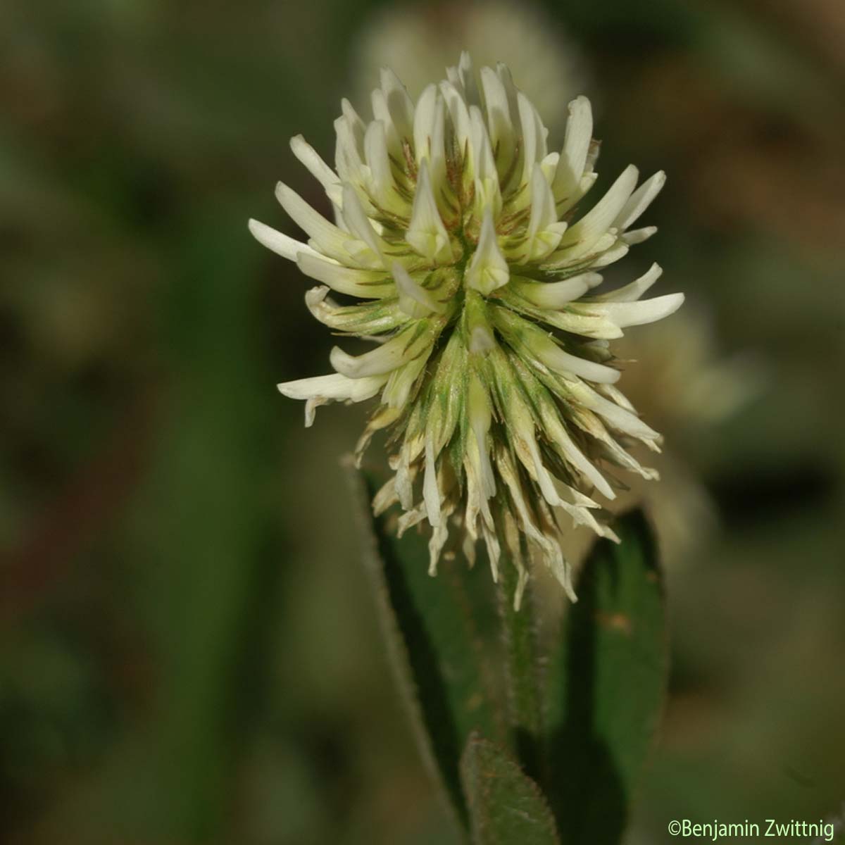 Trèfle des montagnes - Trifolium montanum