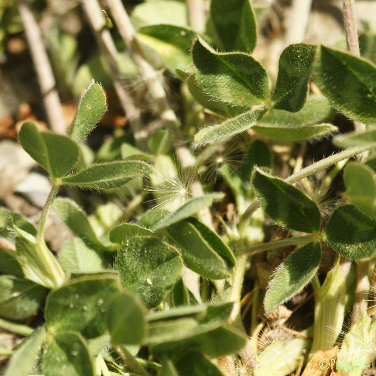 Trèfle des neiges - Trifolium pratense var. villosum