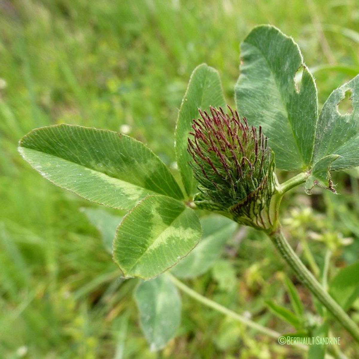 Trèfle des prés - Trifolium pratense var. pratense