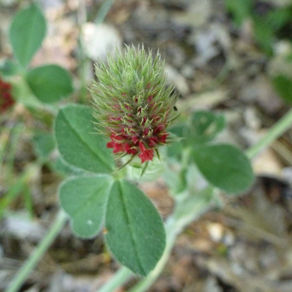 Trèfle incarnat - Trifolium incarnatum var. incarnatum