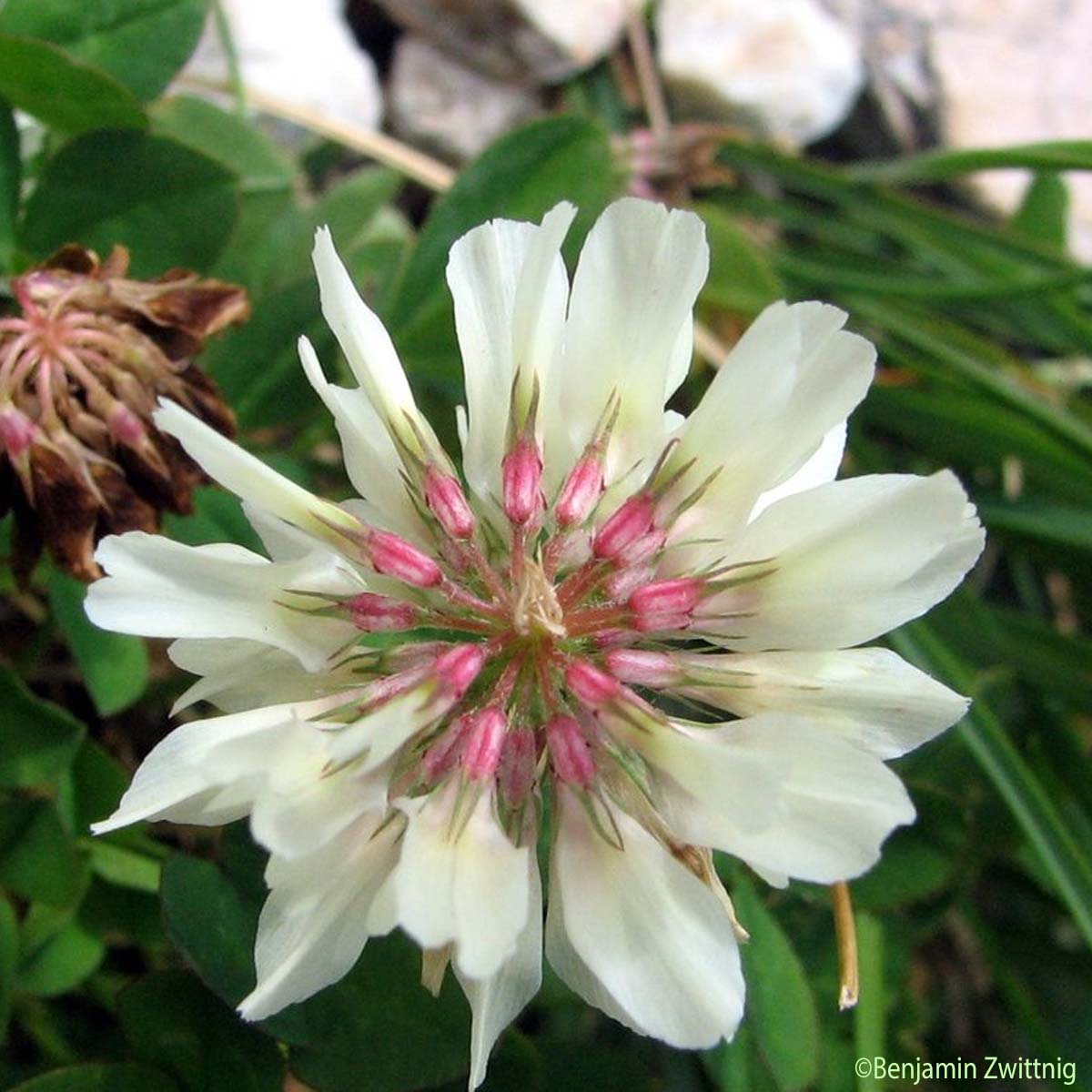 Trèfle pâle d'Auvergne - Trifolium pallescens