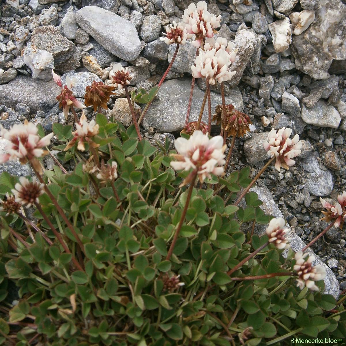 Trèfle pâle d'Auvergne - Trifolium pallescens