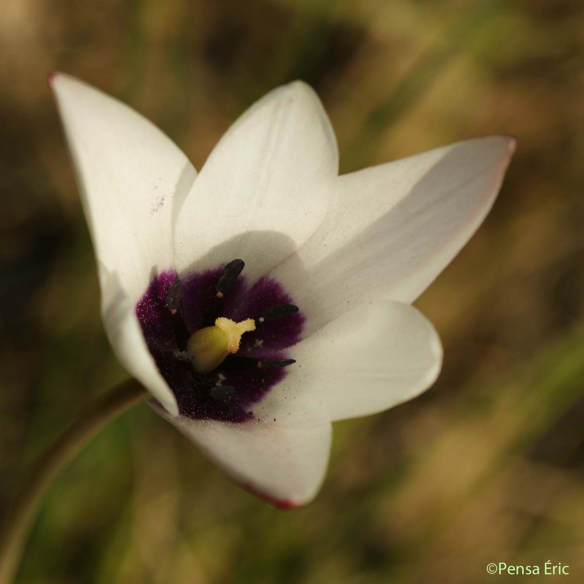 Tulipe de l'Ecluse - Tulipa clusiana