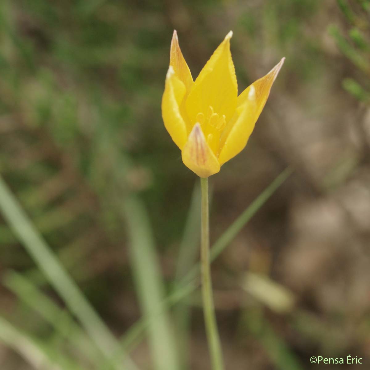 Tulipe du Midi - Tulipa sylvestris subsp. australis