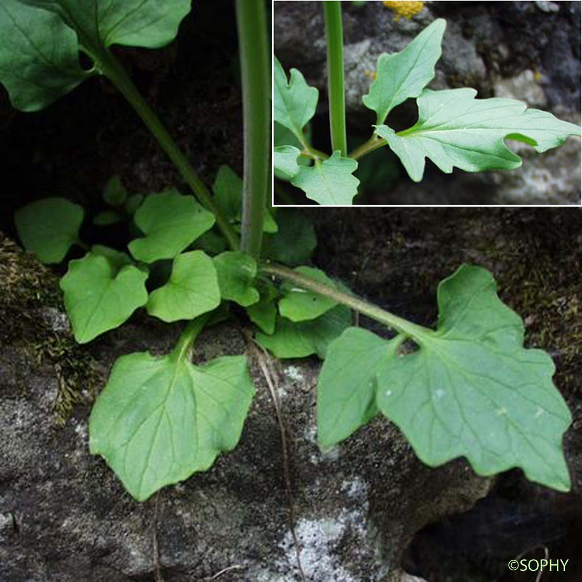 Valériane à feuilles trifides - Valeriana tripteris