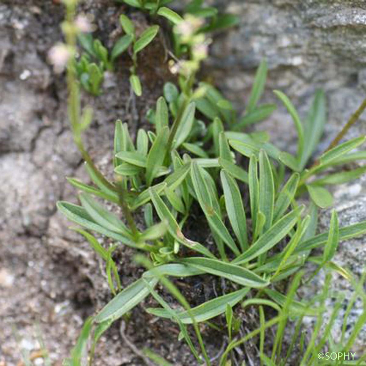 Valériane celte - Valeriana celtica subsp. celtica