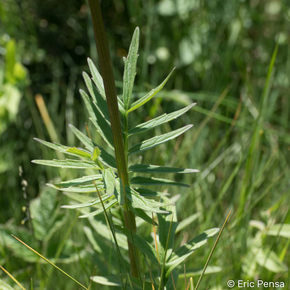 Valériane des collines - Valeriana officinalis subsp. officinalis