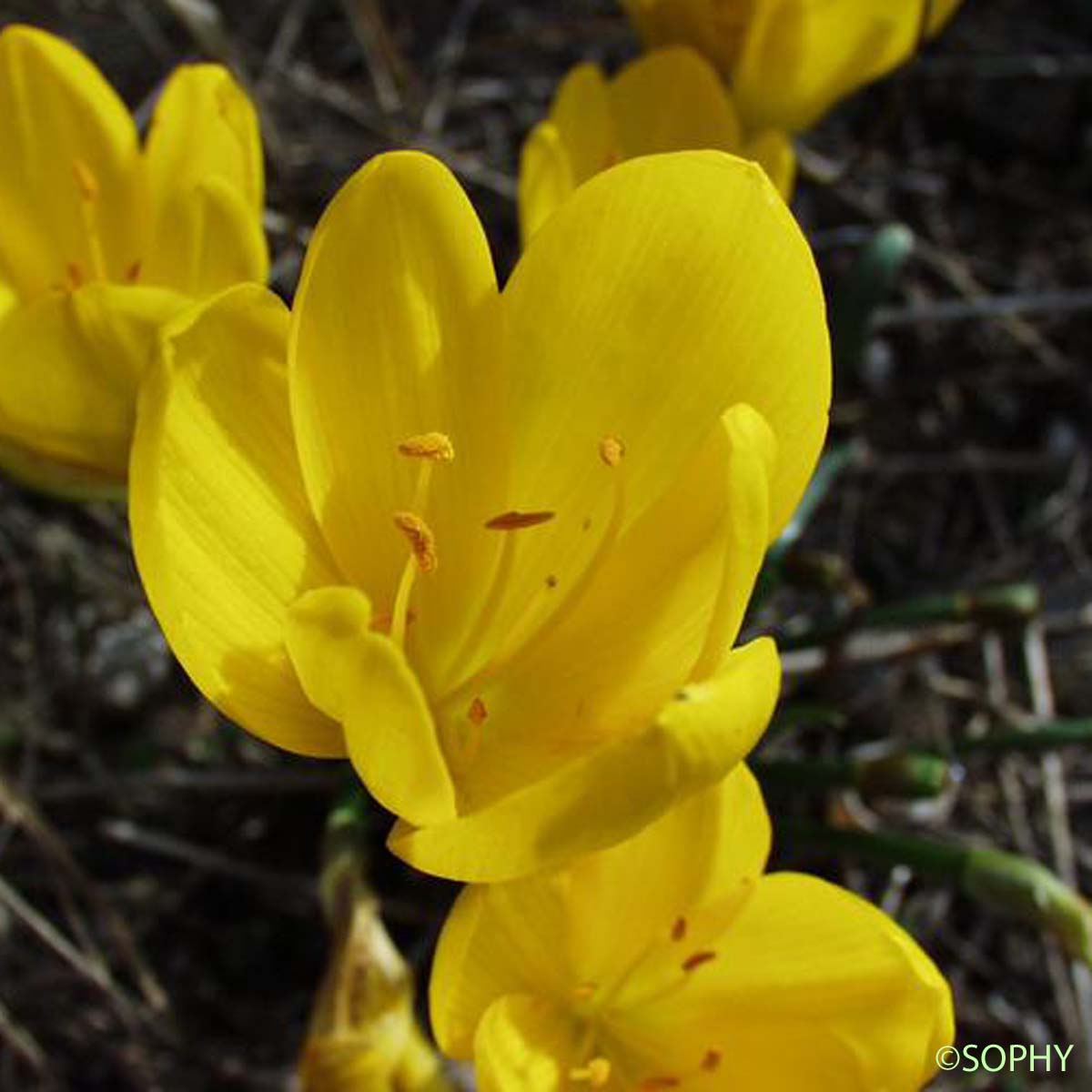 Vendangeuse jaune - Sternbergia lutea