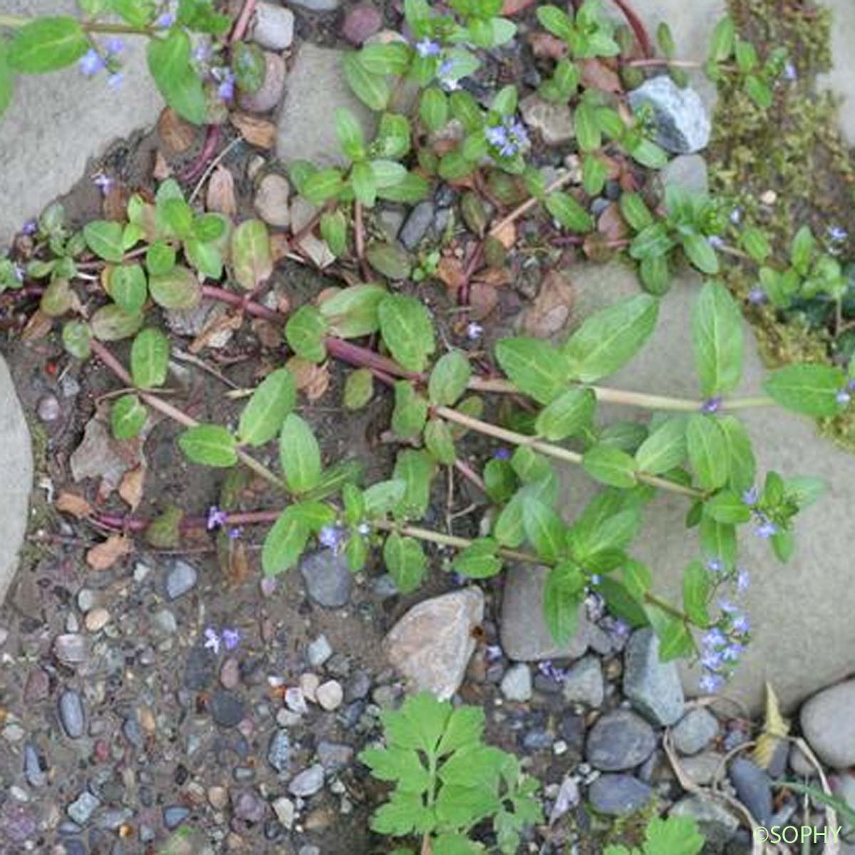 Véronique des ruisseaux - Veronica beccabunga subsp. beccabunga