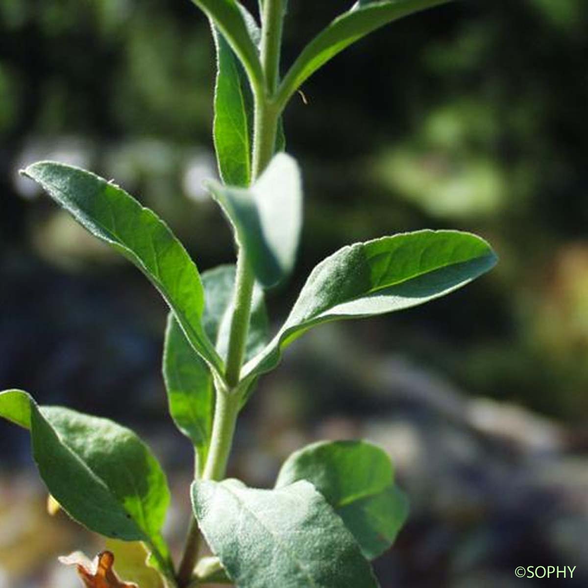 Véronique en épi - Veronica spicata subsp. spicata