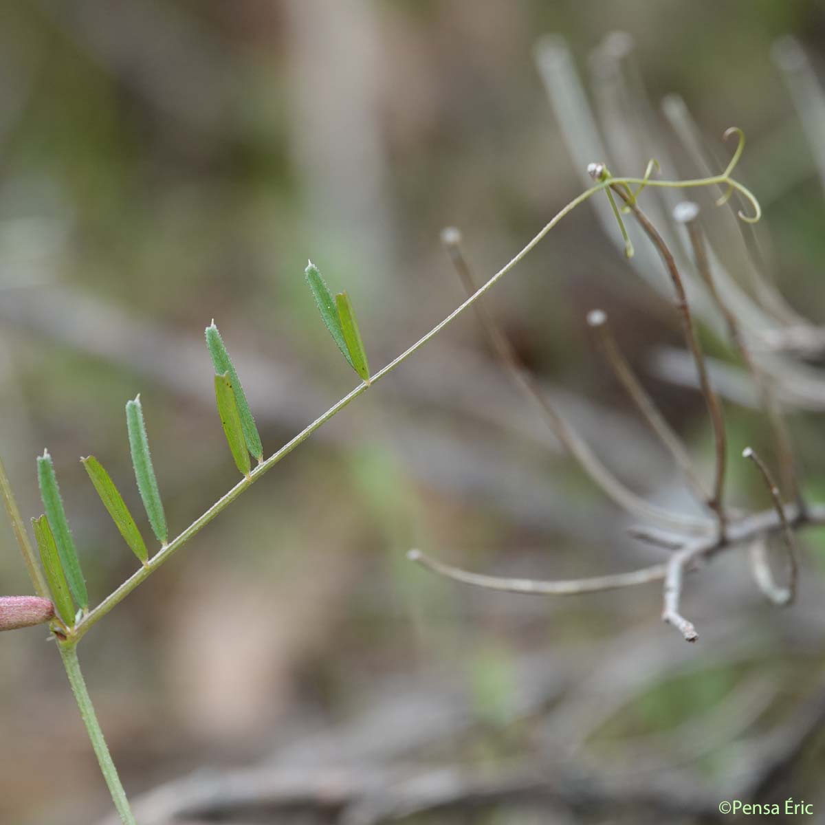 Vesce à feuilles étroites - Vicia angustifolia
