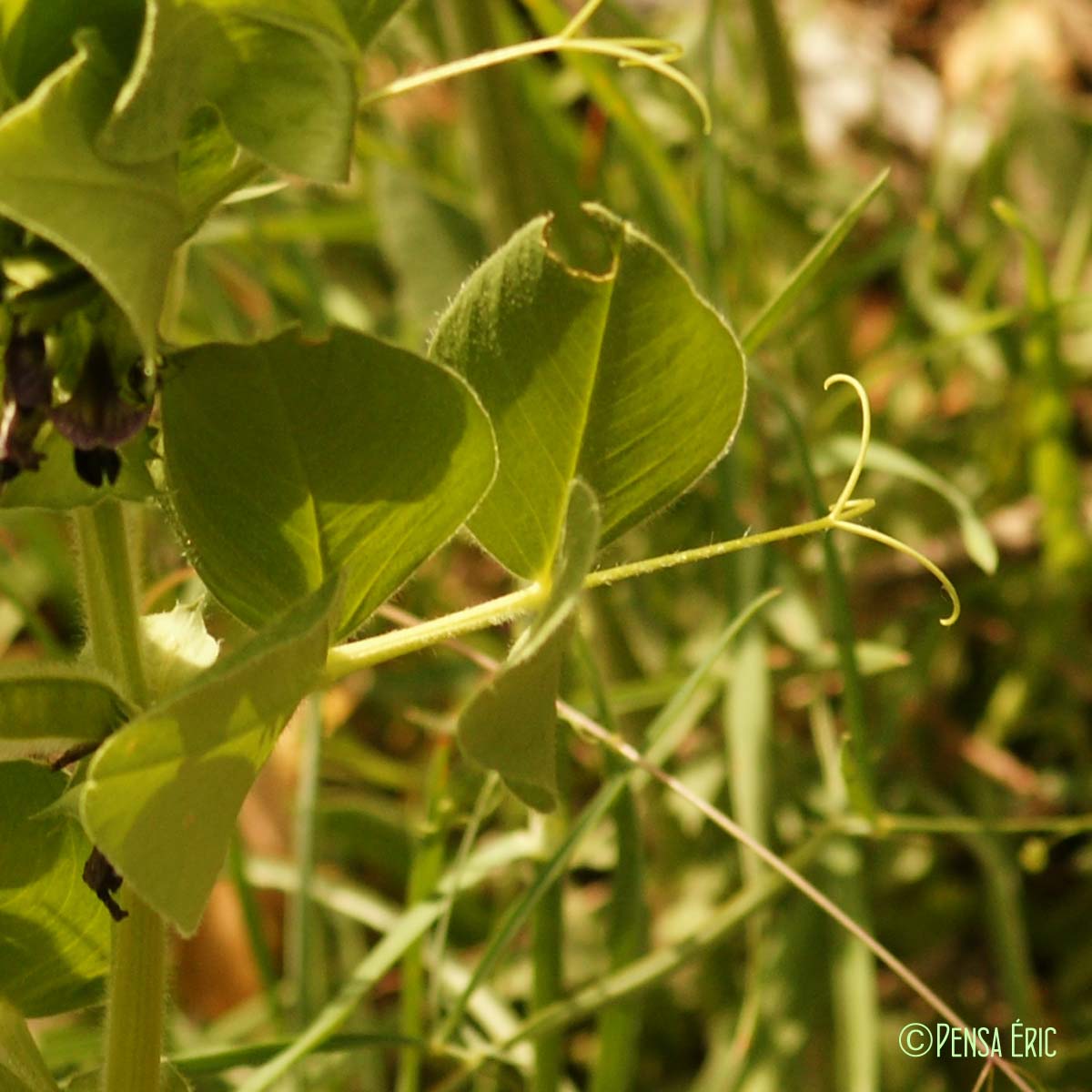 Vesce de Narbonne - Vicia narbonensis