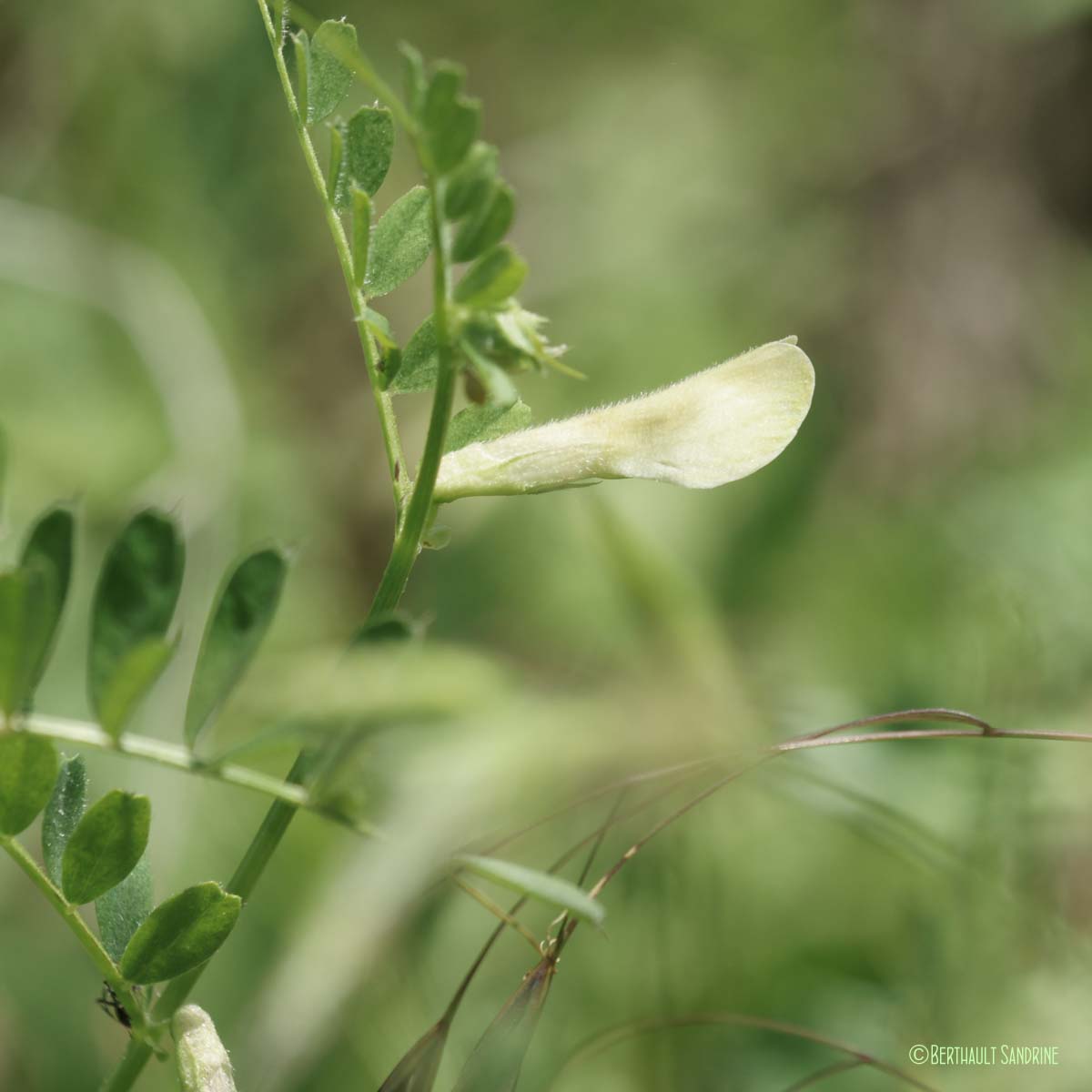 Vesce hybride - Vicia hybrida
