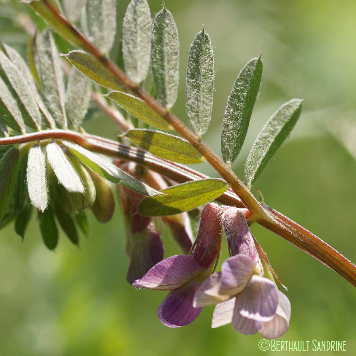 Vesce striée - Vicia pannonica