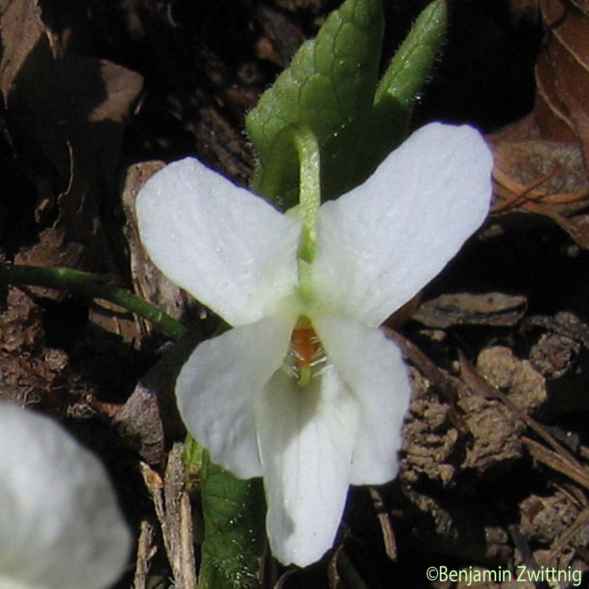 Violette blanche - Viola alba