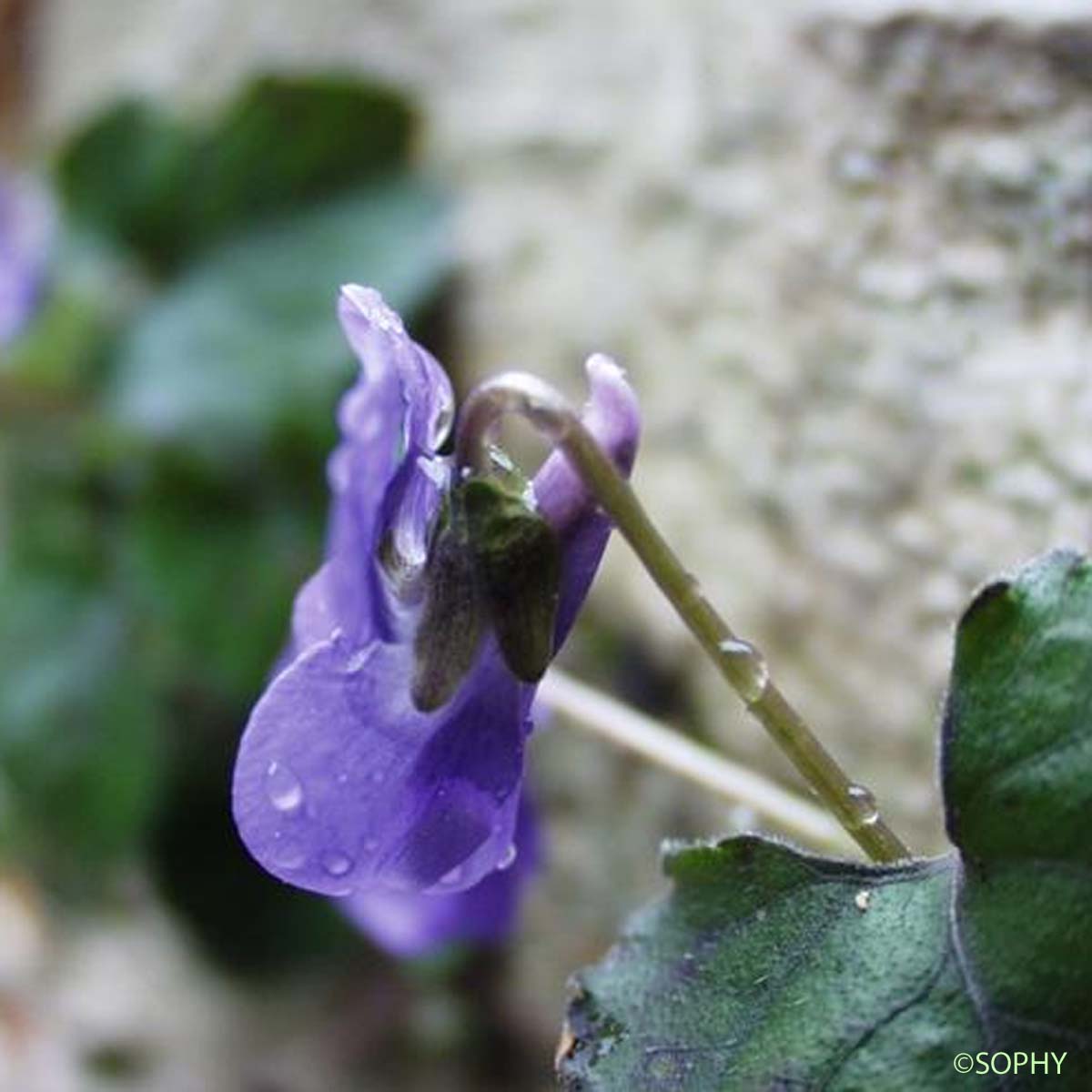 Violette de Rivinus - Viola riviniana