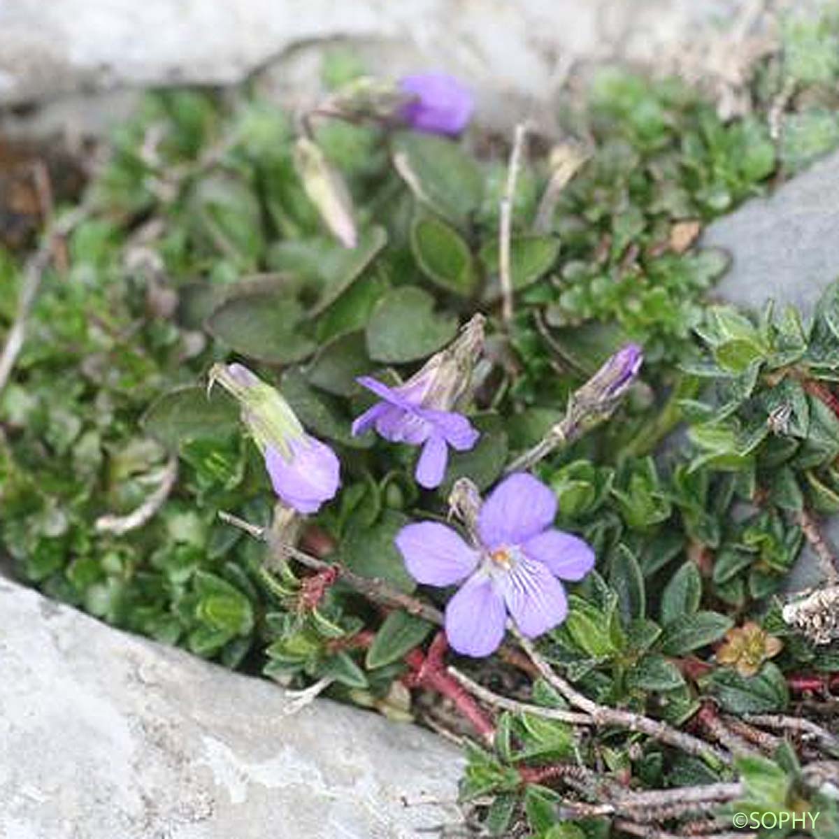 Violette des Pyrénées - Viola pyrenaica