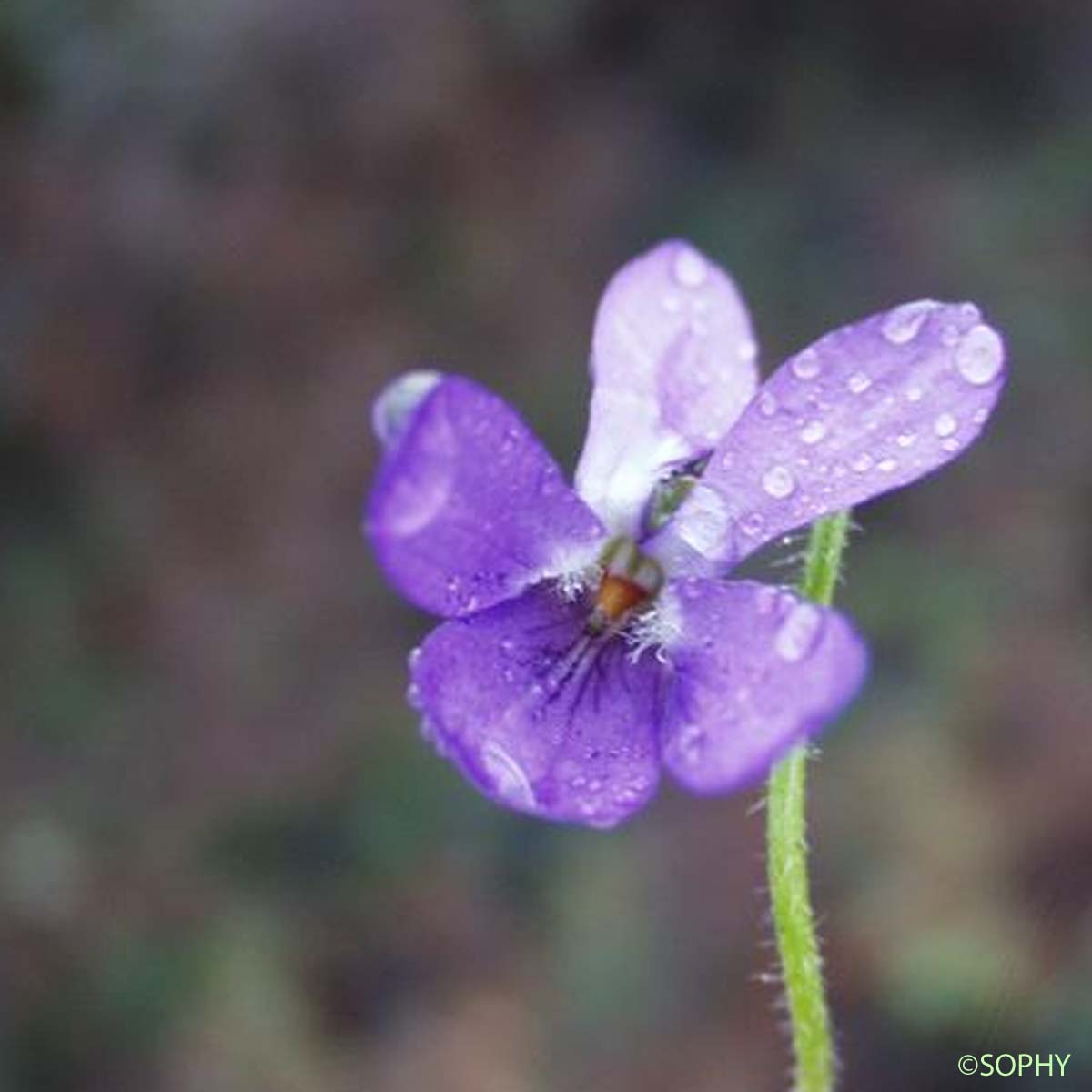 Violette des rochers - Viola rupestris